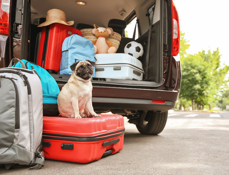 Dog in the back of a car truck | Blog | Greystar 